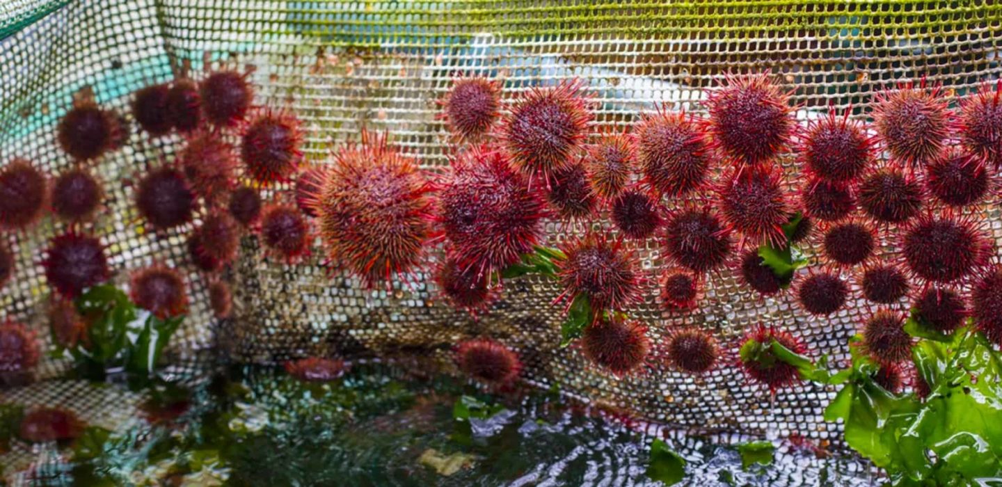 INGENIERIA EN ACUICULTURA